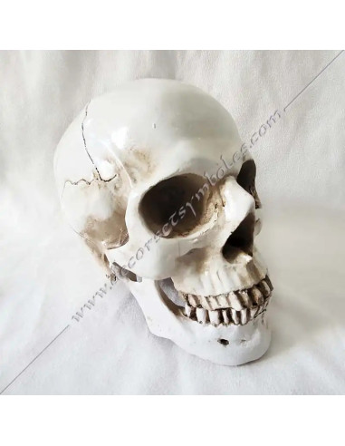 OUT081-skulkls-masonics-resin-humans-halloween-tools-accessories-cabinets-fm-offices-reflections-thinking