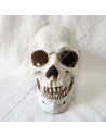Masonic Resin Skull Identical Human Crane