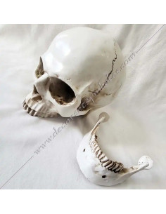Masonic skull in the likeness of a human skull in resin