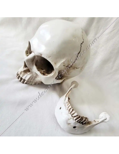 OUT081-skulkls-masonics-resin-humans-halloween-tools-accessories-cabinets-offices-reflections-fm-thinking