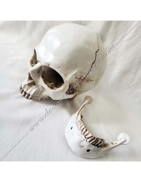 OUT081-skulkls-masonics-resin-humans-halloween-tools-accessories-cabinets-offices-reflections-fm-thinking