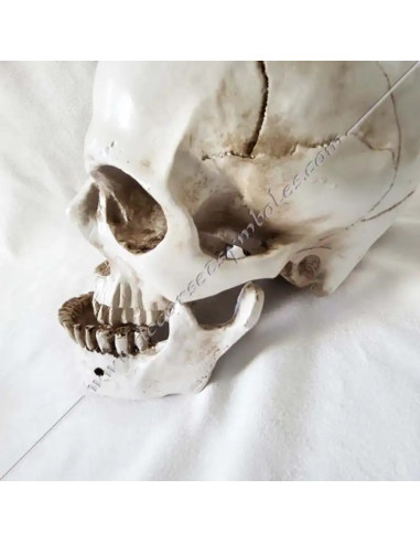 OUT081-skulkls-masonics-resin-humans-halloween-tools-accessories-cabinets-offices-fm-reflections-thinking