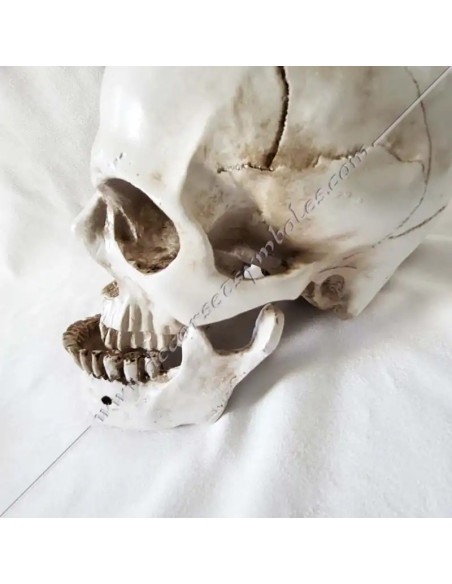 OUT081-skulkls-masonics-resin-humans-halloween-tools-accessories-cabinets-offices-fm-reflections-thinking