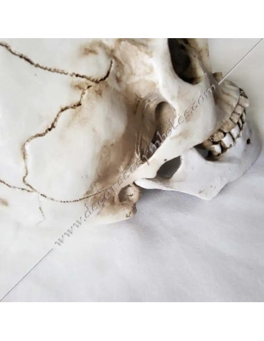 OUT081-skulkls-masonics-resin-humans-halloween-tools-accessories-fm-cabinets-offices-reflections-thinking